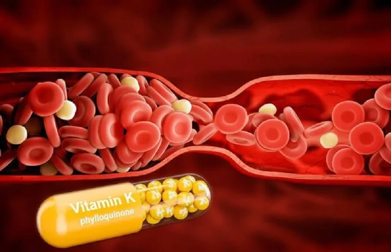 Vitamin K là vitamin tan trong chất béo, tham gia vào nhiều chức năng quan trọng của cơ thể