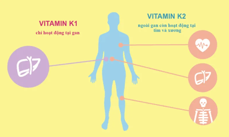 Vitamin K có thể được bổ sung qua nhiều thực phẩm quen thuộc trong bữa ăn hằng ngày
