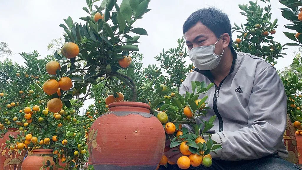 làm thế nào để quất ra quả đúng dịp Tết