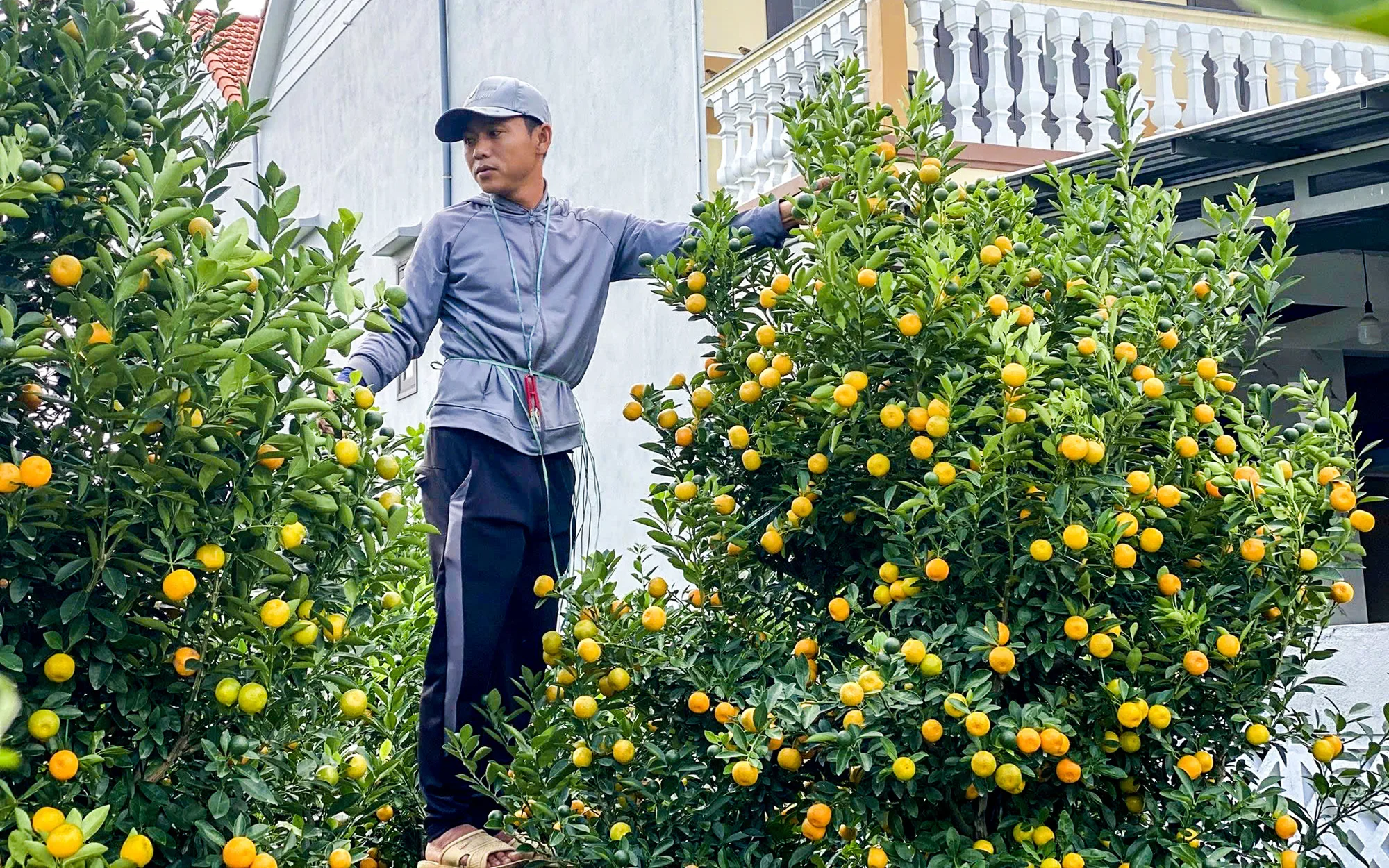 làm thế nào để quất ra quả đúng dịp Tết