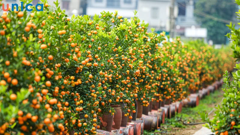 làm thế nào để quất ra quả đúng dịp Tết