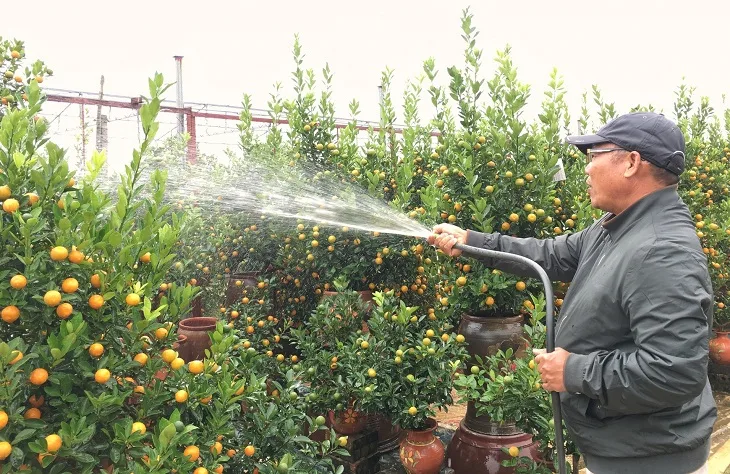 làm thế nào để quất ra quả đúng dịp Tết