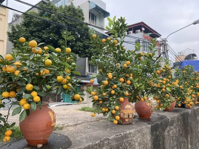 làm thế nào để quất ra quả đúng dịp Tết